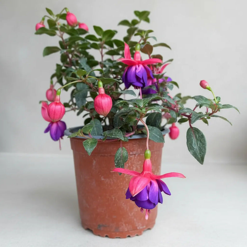 Planta Chilco /fucsia/bailarina/no Envío A Regiones Violeta