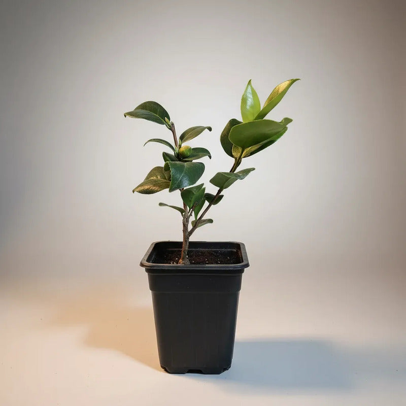 Camelia Pequeña Planta De Floracion Invernal
