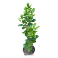 Ficus Moclame/ Monocrome 50 Cm