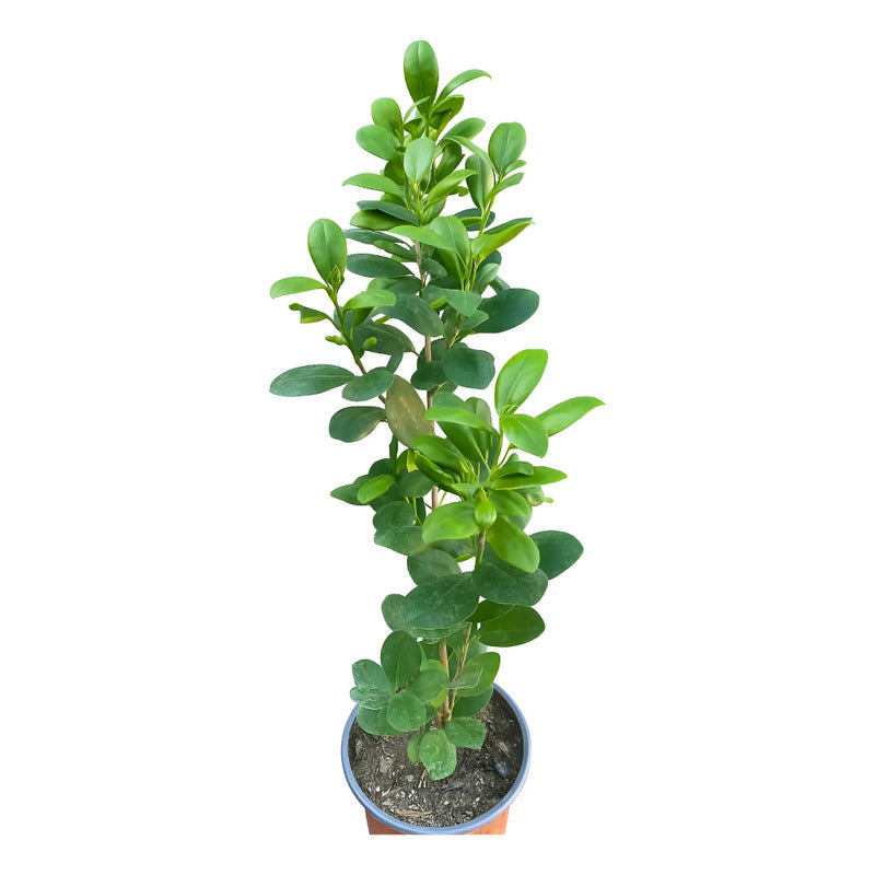 Ficus Moclame/ Monocrome 50 Cm