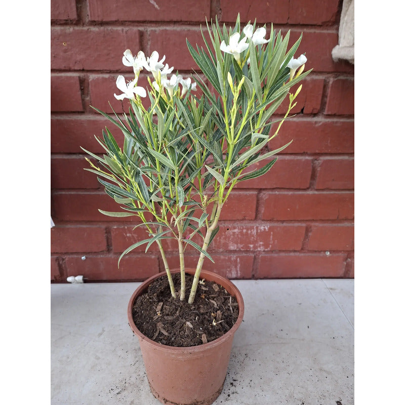 Laurel Enano Con Flor Blanco