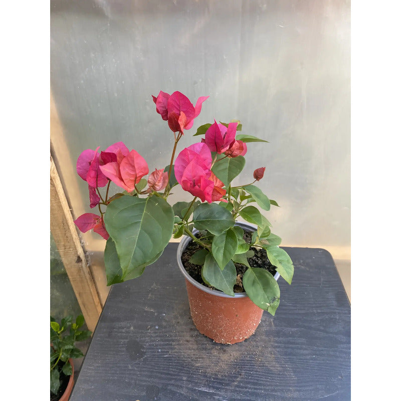 Bugambilia Pequeña Planta Trepadora Fucsia