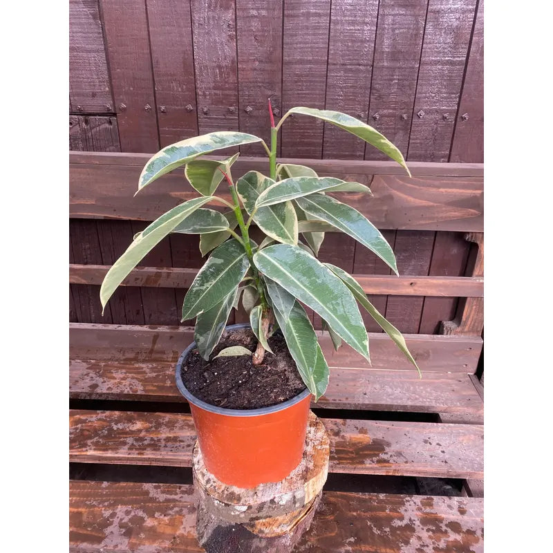 Gomero Tineke(variegado)