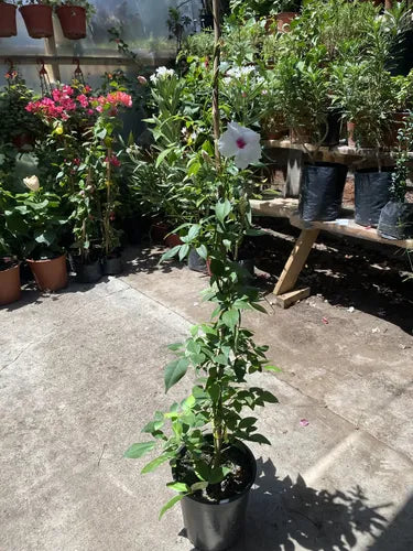 Bignonia/ Copa De Vino /enredadera Planta Trepadora
