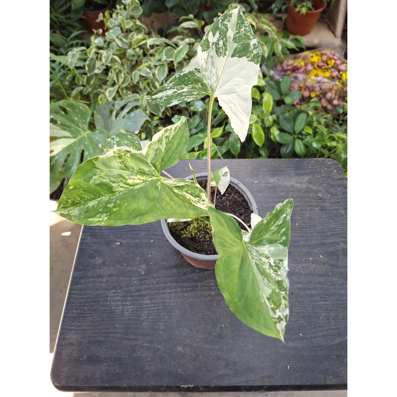 Singonio Variegado Planta Trepadora