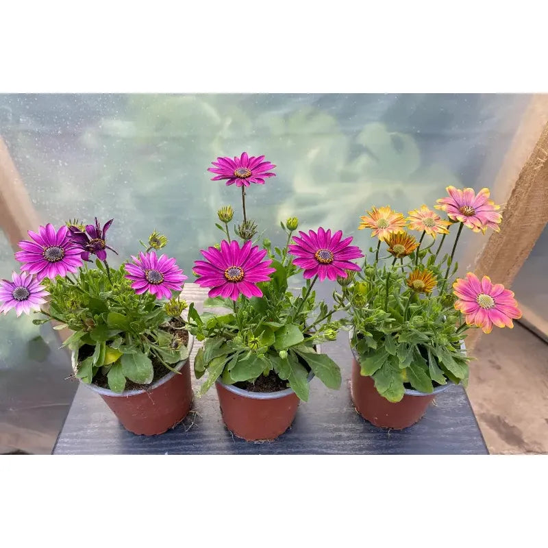 Dimorfoteca Osteospermum Planta Ornamental