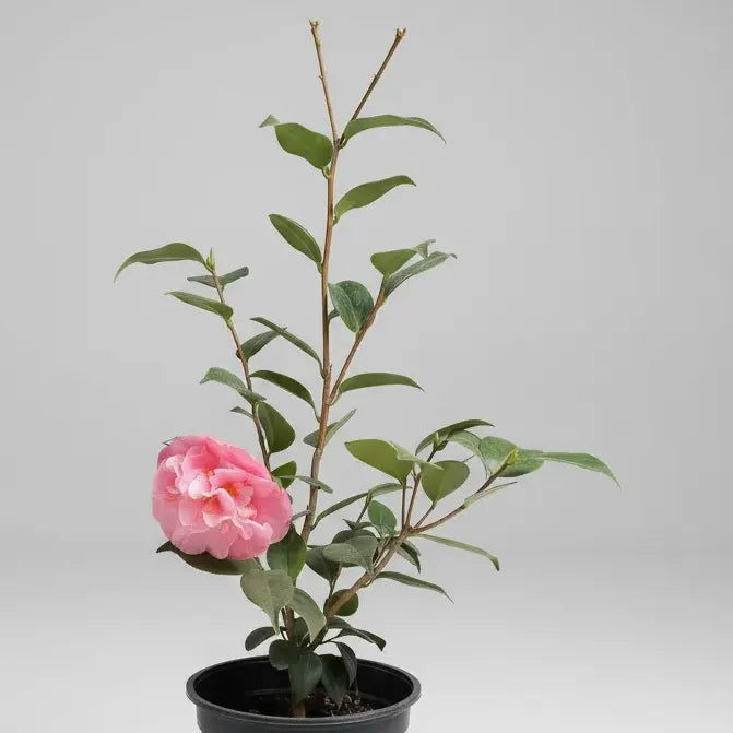 Camelia Grande Planta De Floracion Invernal