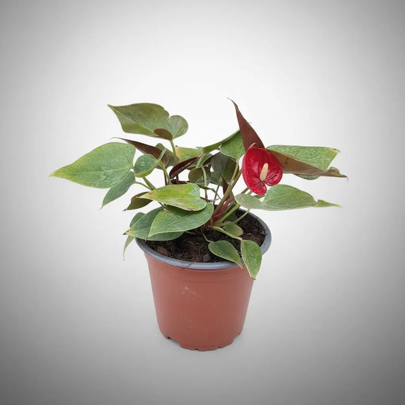Anturio Planta Interior Ornamental Rojo Grande