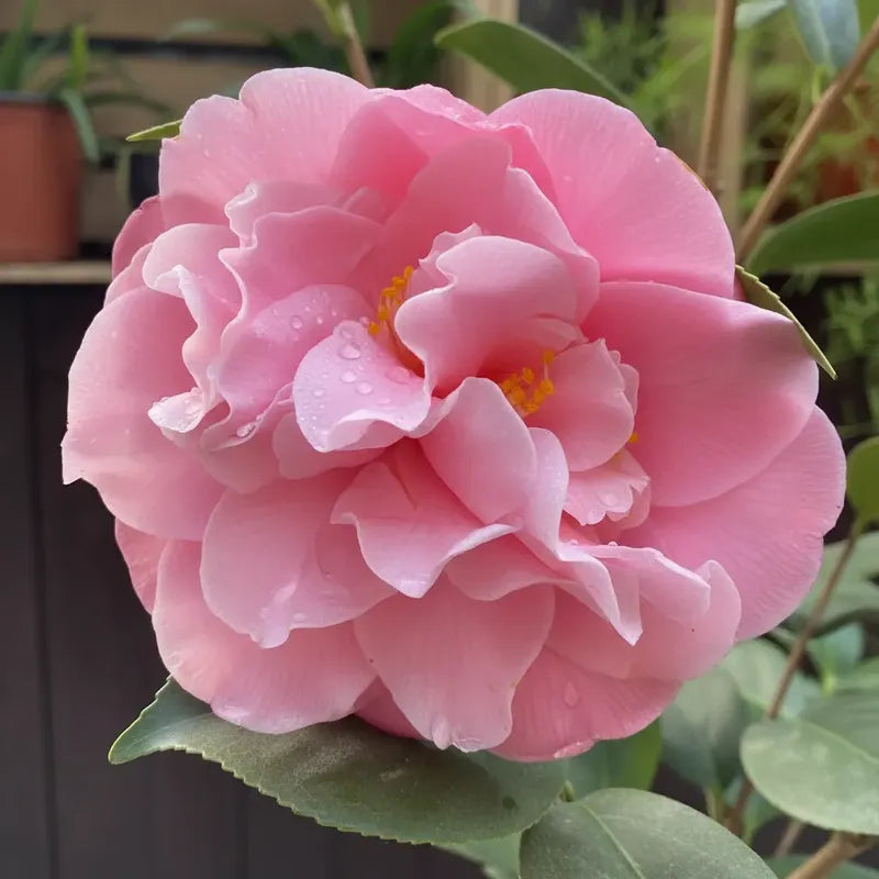 Camelia Grande Planta De Floracion Invernal