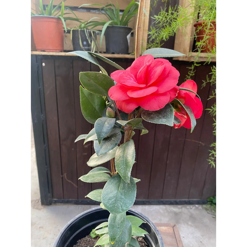 Camelia Grande Planta De Floracion Invernal