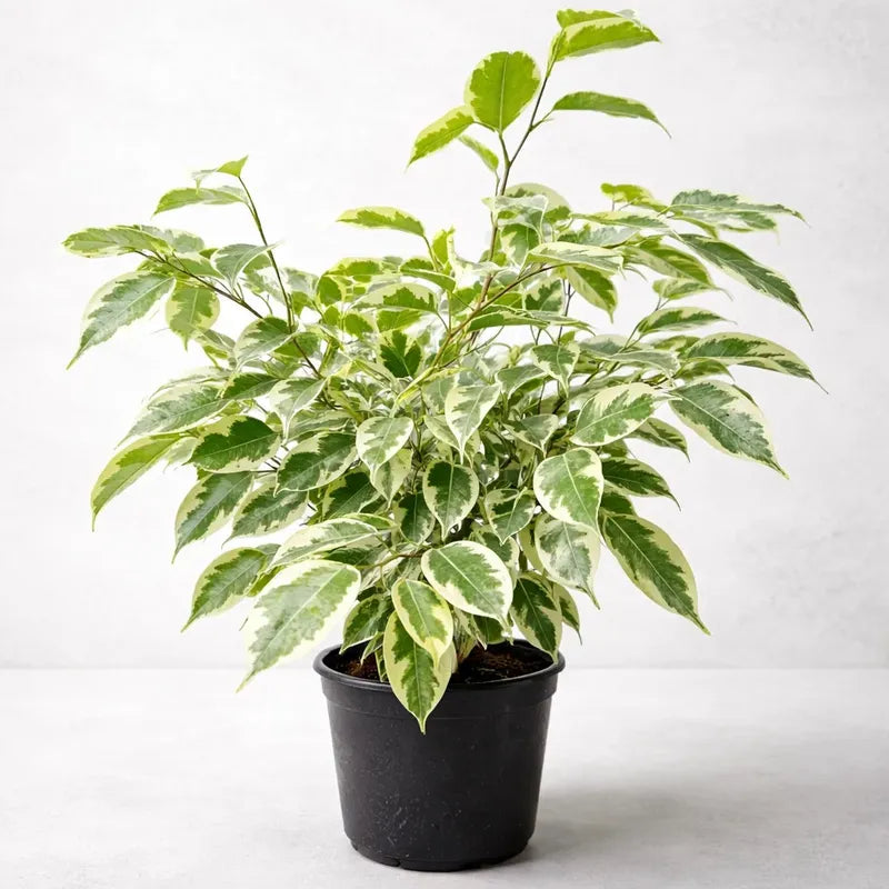 Ficus Melany Variegado