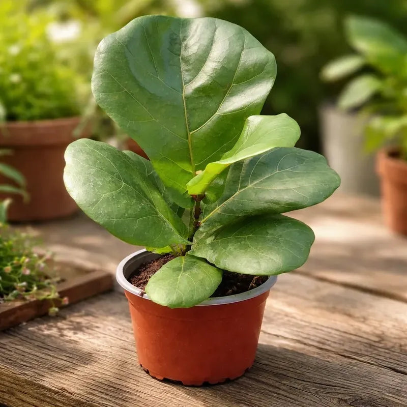 Ficus Lyrata Pequeño/ Gomero Pera Planta De Interior