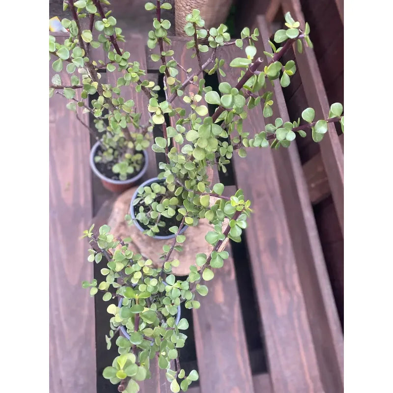 Portulacaria Árbol Del Dinero