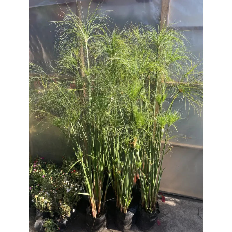 Papiro Egipcio Grande Planta Acuática