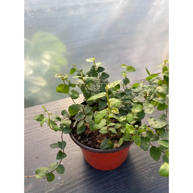 Ficus Repens/ficus Pumila Planta Trepadora