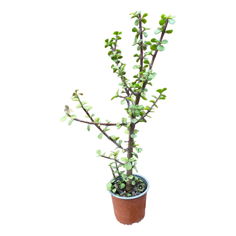 Portulacaria Árbol Del Dinero