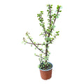 Portulacaria Árbol Del Dinero
