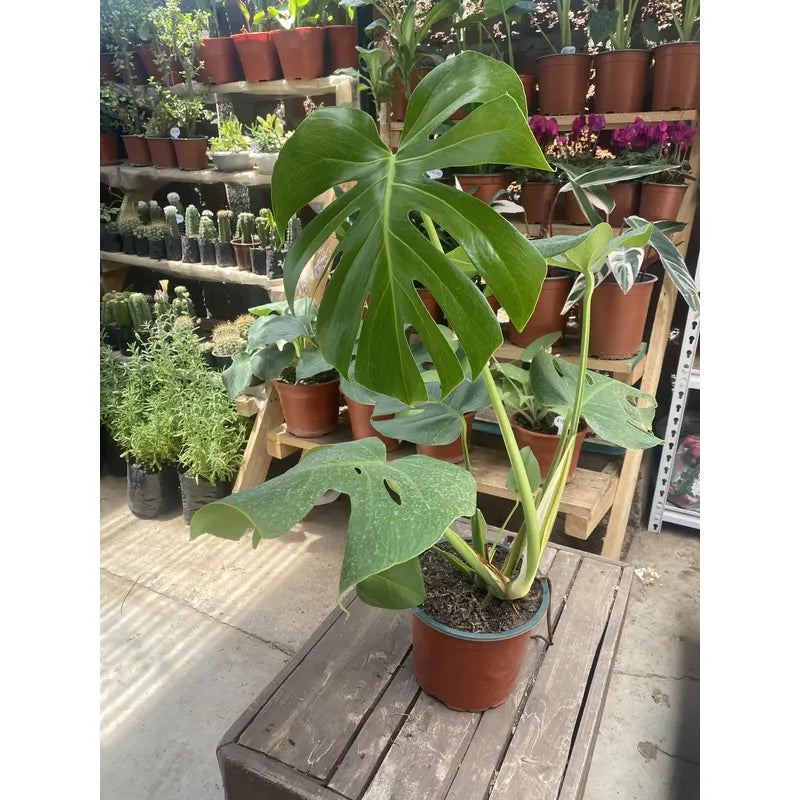 Philodendro Monstera Deliciosa Grande/ Costilla De Adan