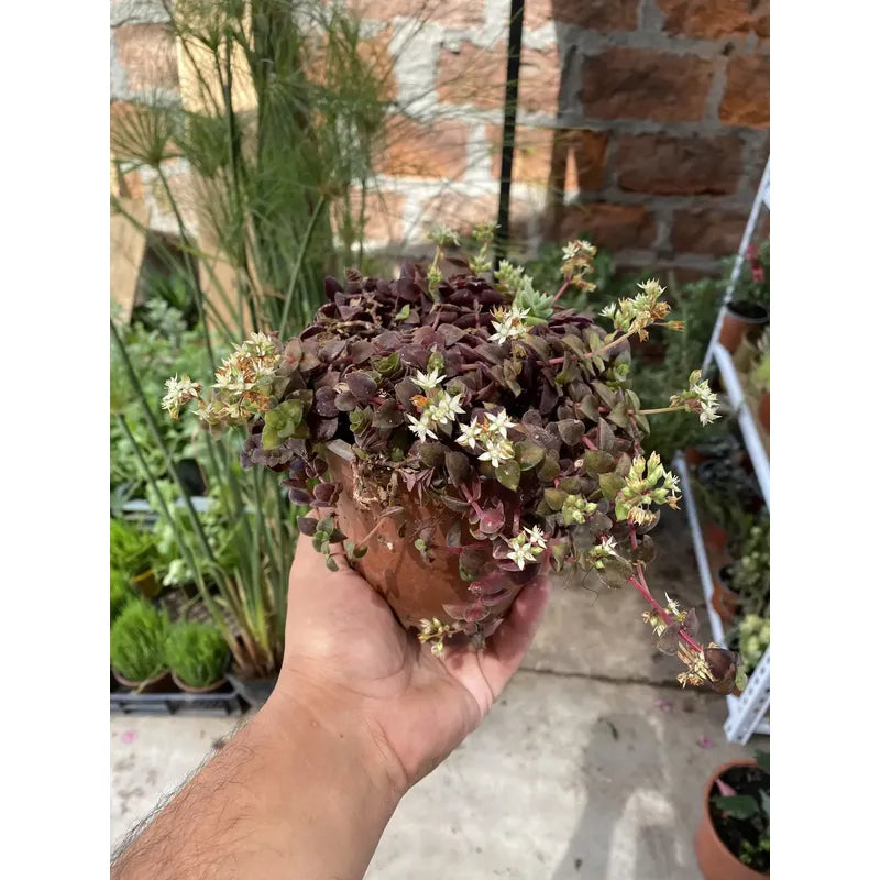 Crasula Pellucida Suculenta Colgante Violeta Oscuro