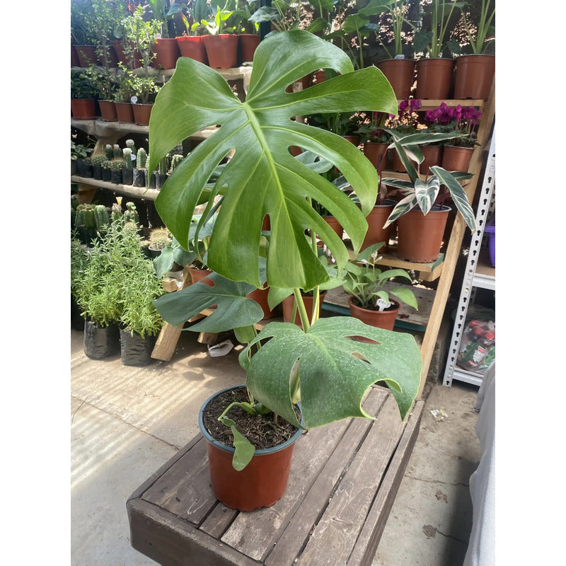 Philodendro Monstera Deliciosa Grande/ Costilla De Adan