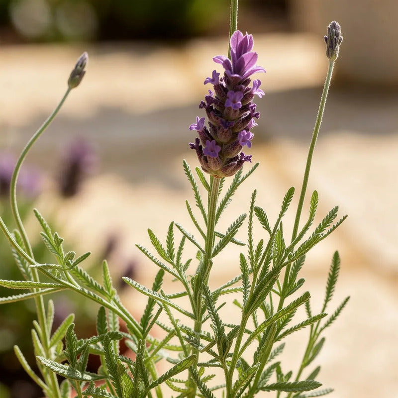Lavanda Francesa Planta Aromática