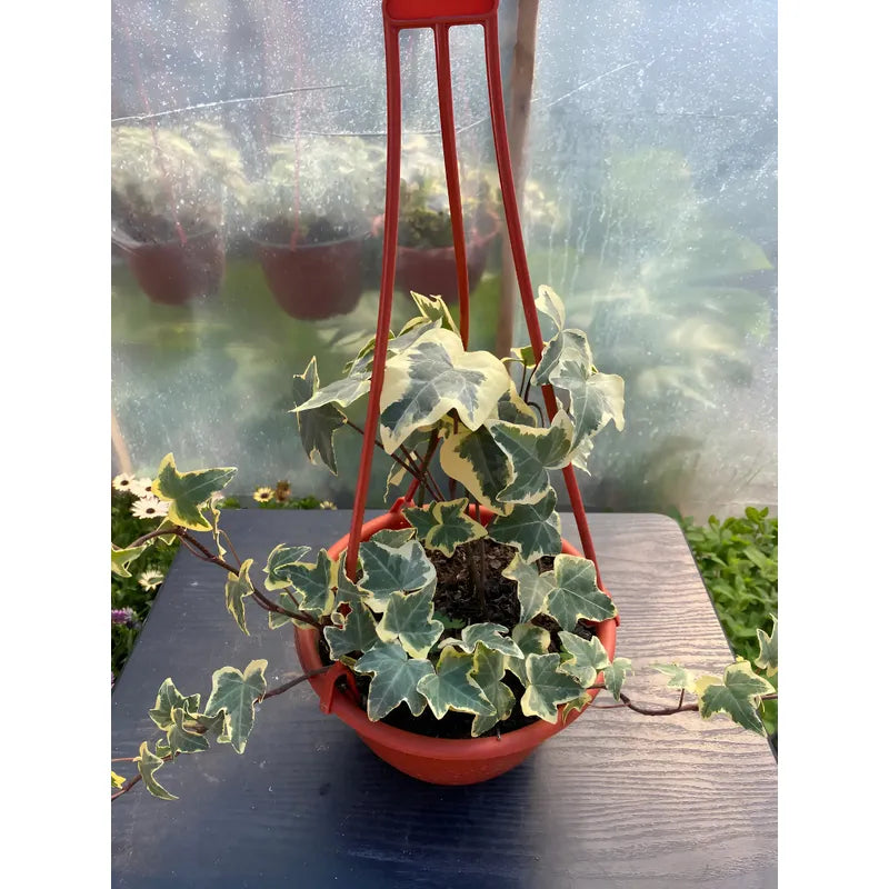 Hiedra Variegada Planta Trepadora