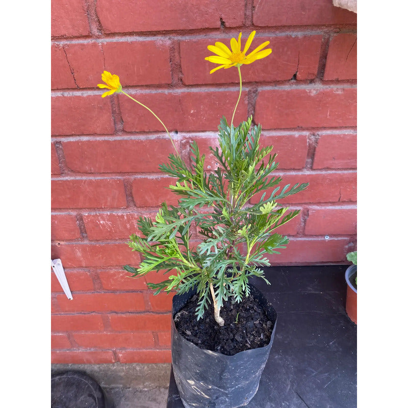 Paquerette Arbusto Ornamental Amarillo