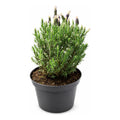 Lavanda Stoecha Grande