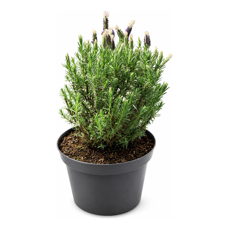 Lavanda Stoecha Grande