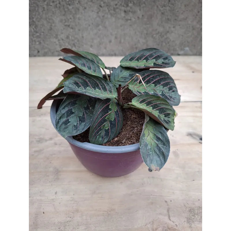 Maranta Leuconeura/no Envío A Regiones