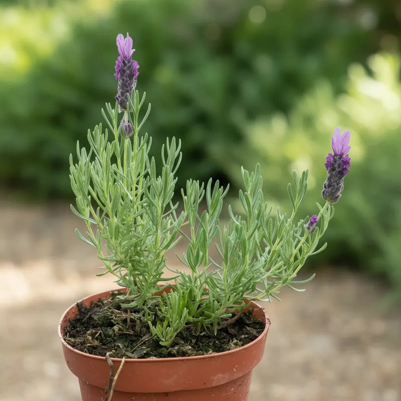 Lavanda Stoechas Pequeña