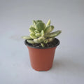 Garrita De Oso Variegada Suculenta Pequeña