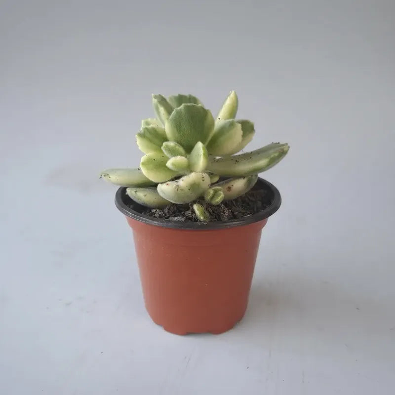 Garrita De Oso Variegada Suculenta Pequeña