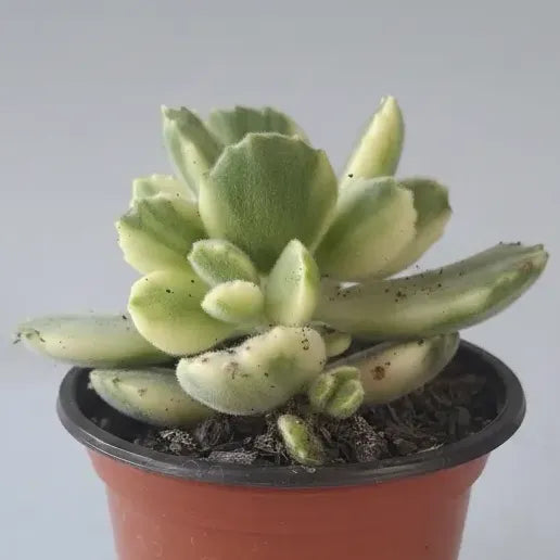Garrita De Oso Variegada Suculenta Pequeña
