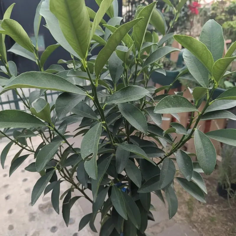Kumquat/naranjo Enano Arbol Frutal