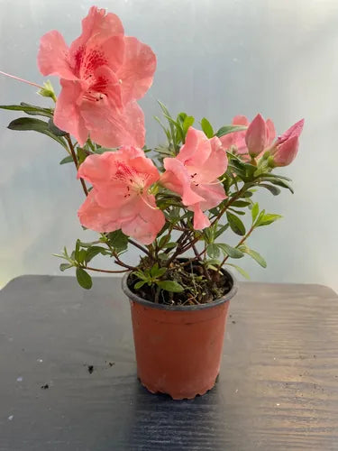 Azalea Pequeña Planta Ornamental