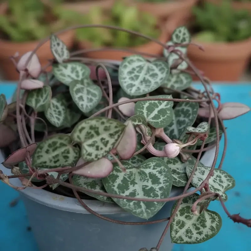 Ceropegia Woodi/ Cadena De Corazones Suculenta
