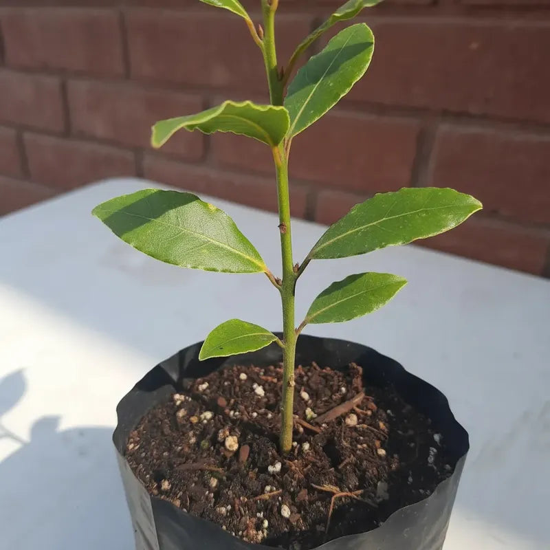 Árbol De Laurel (laurus Nobilis) Planta Aromática Comestible