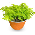 Helecho Arroz Planta Ornamental
