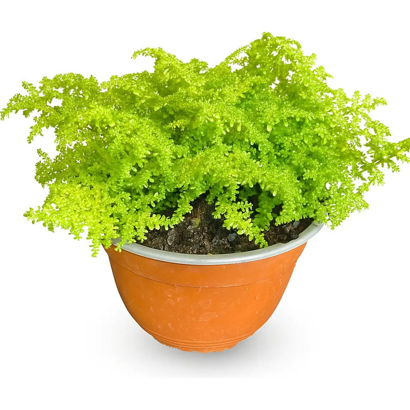 Helecho Arroz Planta Ornamental