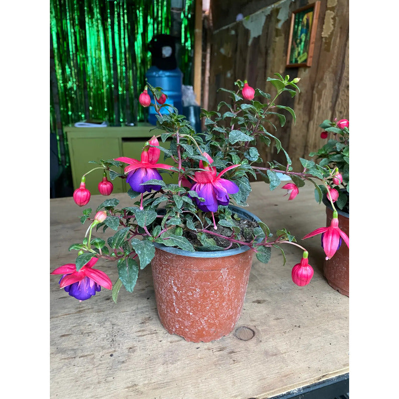 Planta Chilco /fucsia/bailarina/no Envío A Regiones Violeta