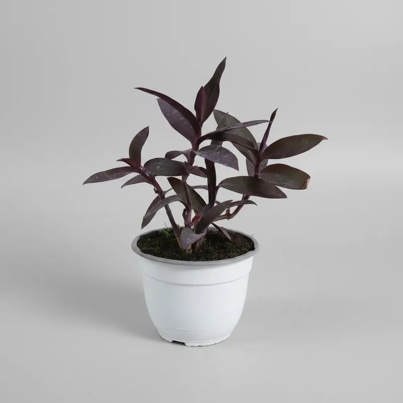 Tradescantia Pallida Purpurina Purpurina