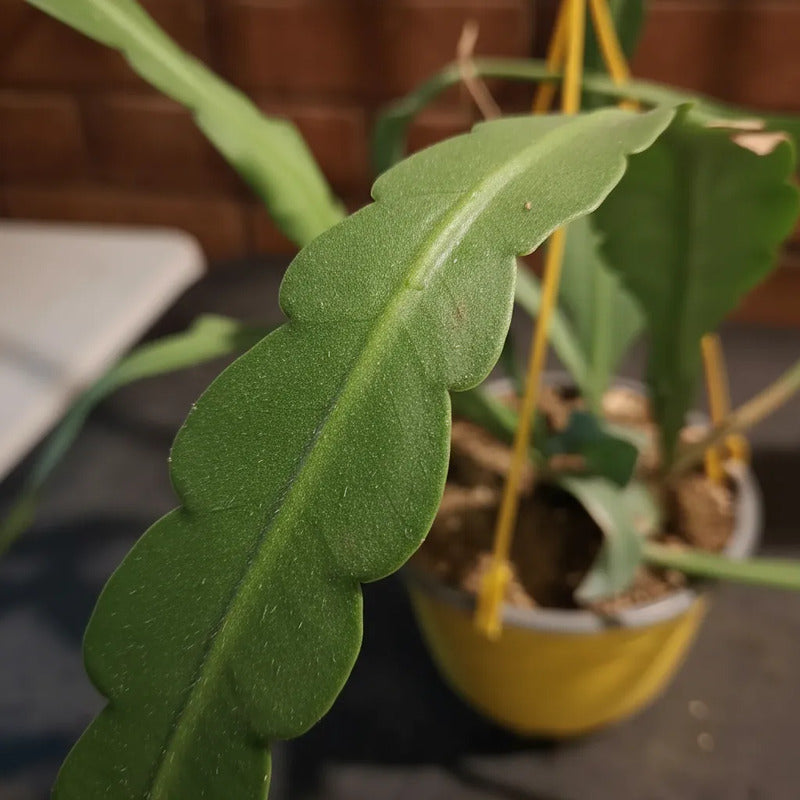 Epiphyllum Suculenta Colgante/cactus Orquidea