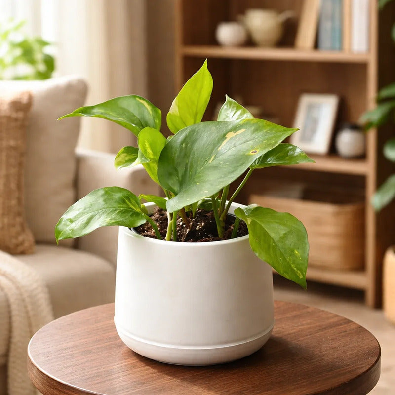 Scindapsus Potus Golden Planta Interior Purificadora Macetero Blanco