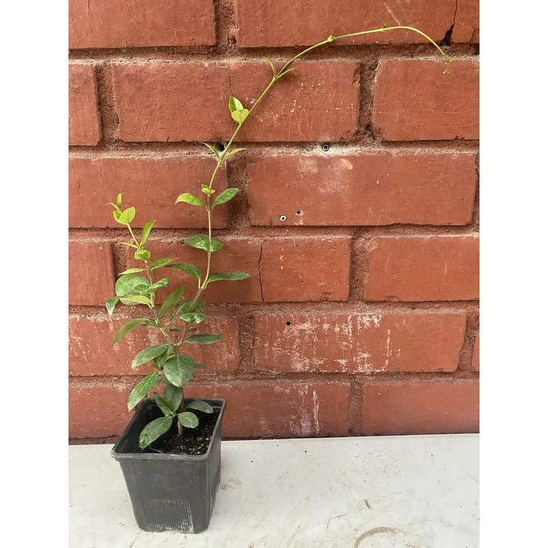 Jazmin Helice Planta Enredadera Blanco