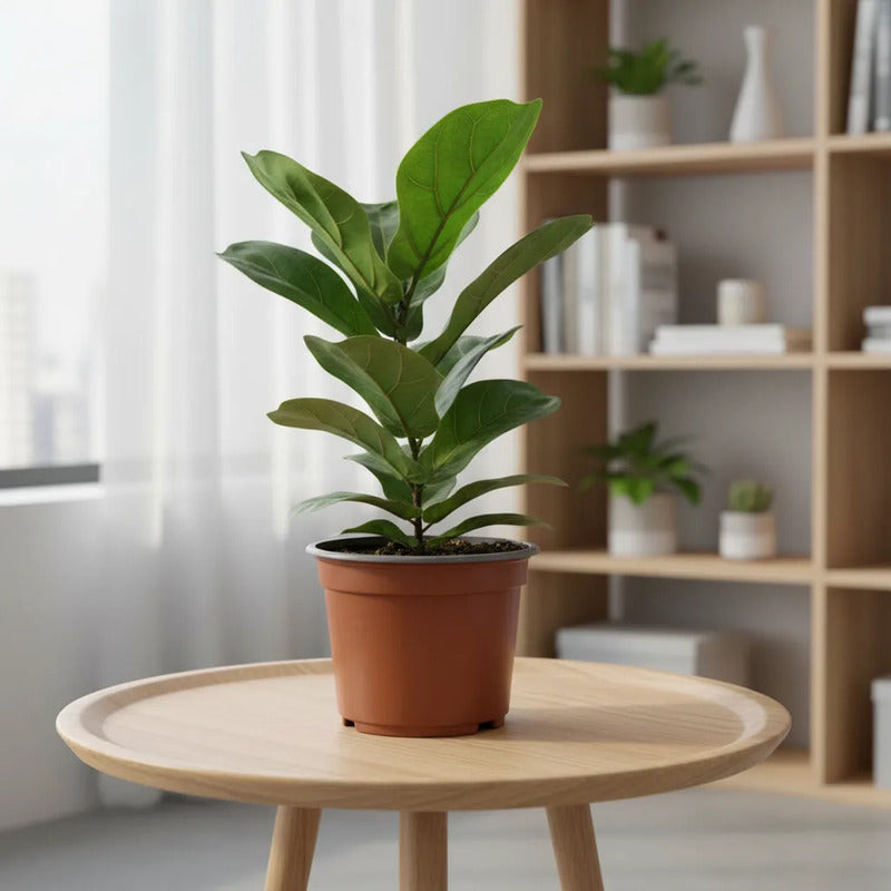 Ficus Lyrata Bambino Planta Pequeña Interior