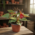 Anturio Planta Interior Ornamental Rojo Grande