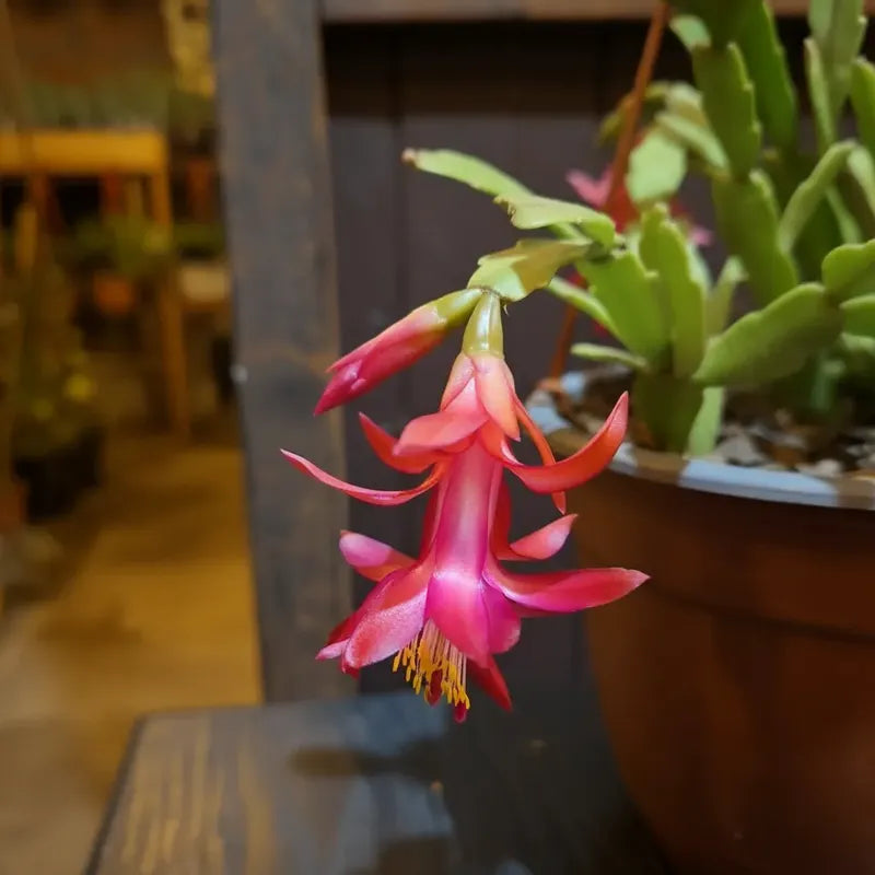 Cactus De Navidad / Patita De Jaiba