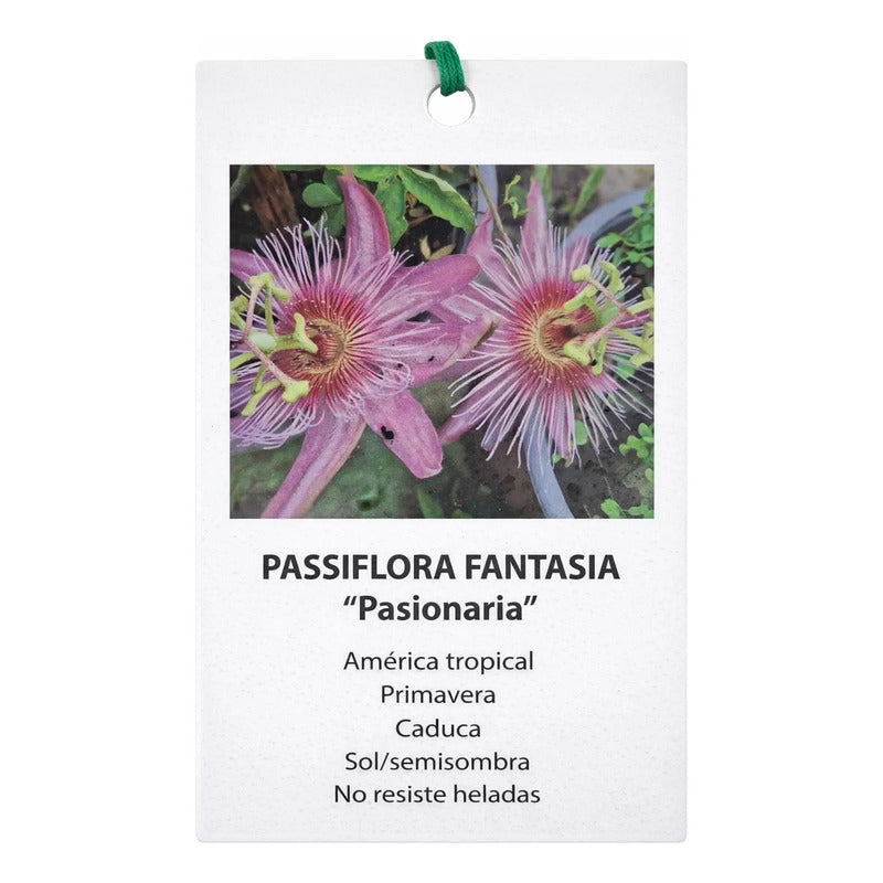 Passifloras/ Pasiflora Planta Enredadera Pasionaria