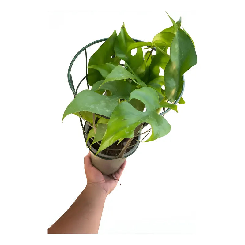 Rhaphidophora Tetrasperma Planta Trepadora/ Monstera Mini